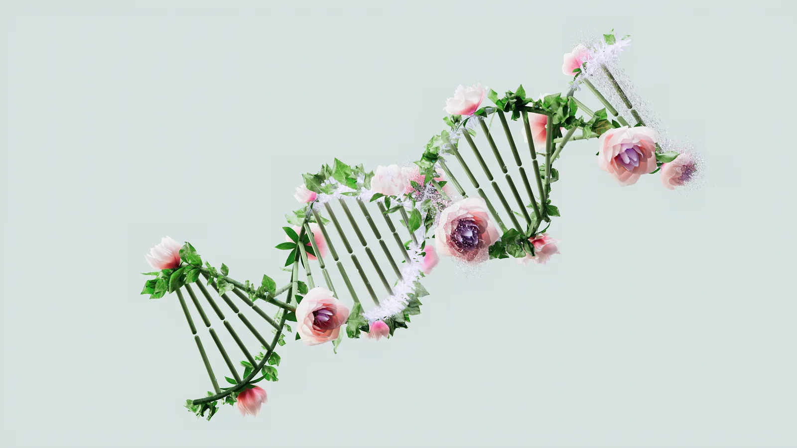 A DNA double helix sculpted from pink roses and green leaves, against a pale grey ground